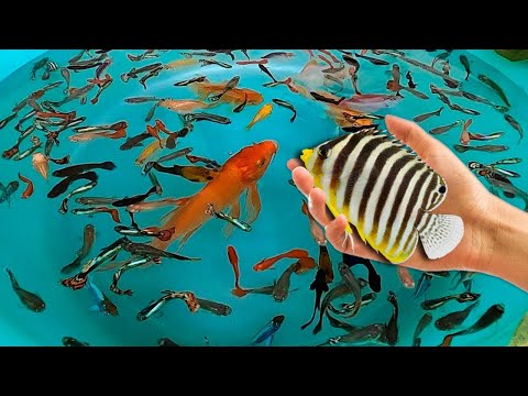 Tiger Barb Betta Ram Cichlid Guppy Koi Carp Fish PingPong Pearl Scale Goldfish Catfish animals Video