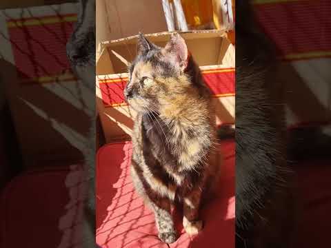 Meimei disfruta el sol ☀ #cat #cute #cats