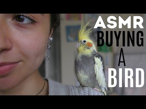 ASMR || buying a bird