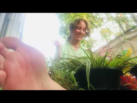ASMR Repotting Barefeet, houseplants part 1