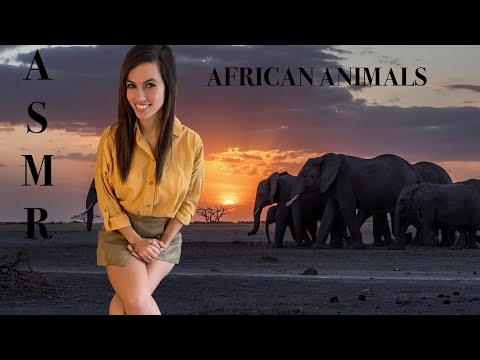 [ASMR] Africa's Big 5 Animals - Relax & Learn About Lion, Elephant, Leopard, Rhino, & Cape Buffalo