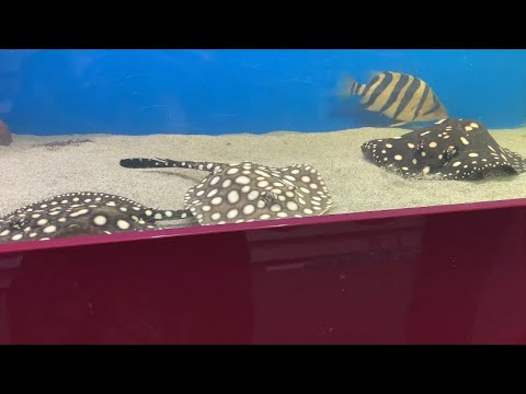 A day at the aquarium (relaxing visuals) 🥰