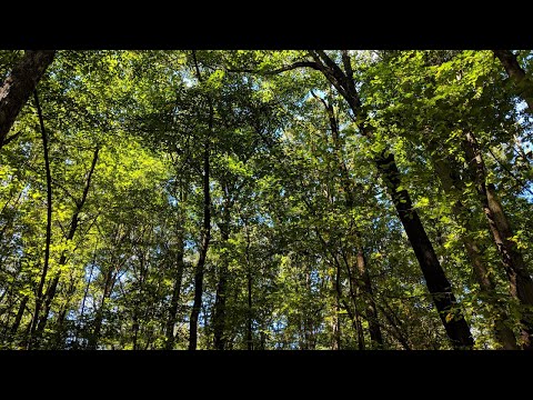 ASMR Hiking [4K] Walk through a Vibrant Green Forest