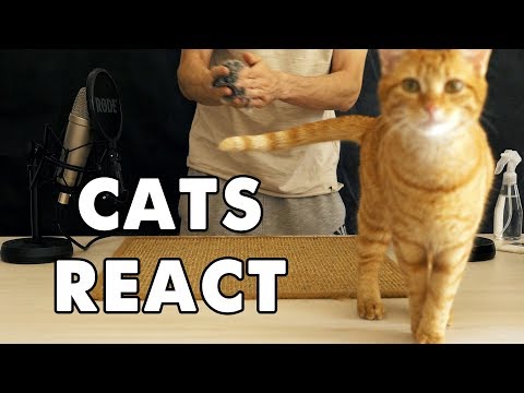 CATS REACT TO ASMR TRIGGERS