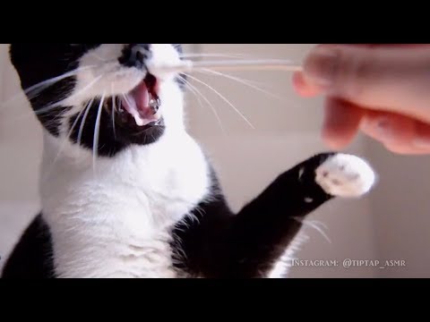 🐾 ALBUS TRIES ASMR (lots of noms & purrs)