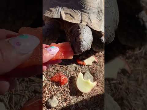 Turtle Watermelon Crunch ASMR 🐢🍉