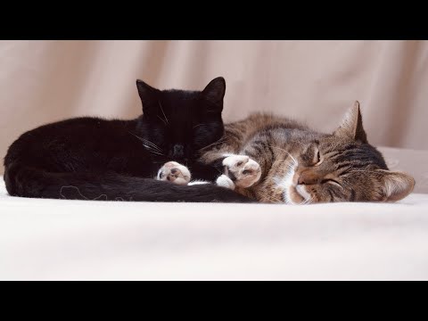 [Random ASMR] Massaging my Purring Cats, Checking their Fur and Speaking to You Softly