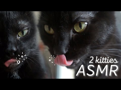 ASMR Meet My Cats! (Eating Sounds)
