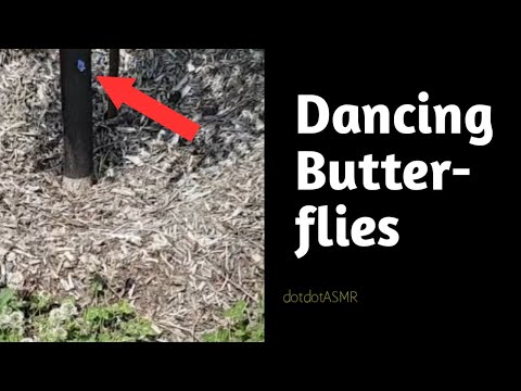 #shorts Dancing Butterflies | ASMR Sounds