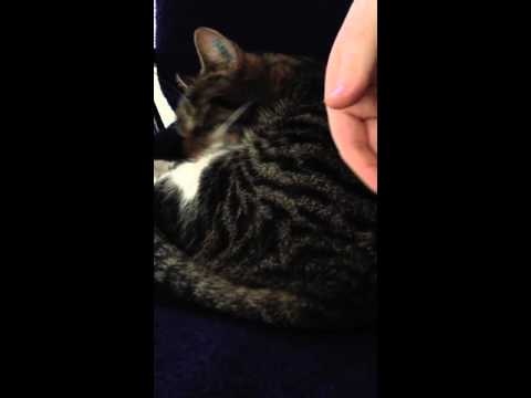 Soft speaking while petting my cat.