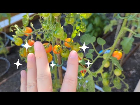 ASMR 🌱 in the Garden 🌼 (whisper, tapping, nature sounds)