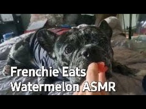 ASMR - French Bulldog Eats Watermelon