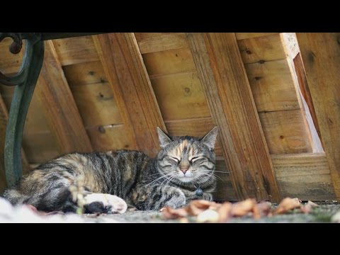 Sleepy Cat & Nature Sounds [ASMR] [Relaxation]