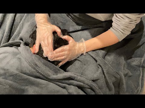 ASMR⚡️Giving the best gentle head, neck and shoulder massage (real person)