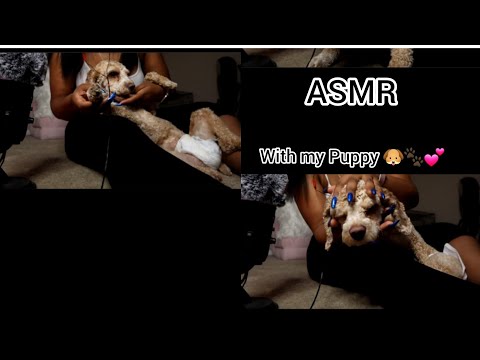 [ASMR] Puppy ASMR Tingles with Snoh Bell 💗🐶