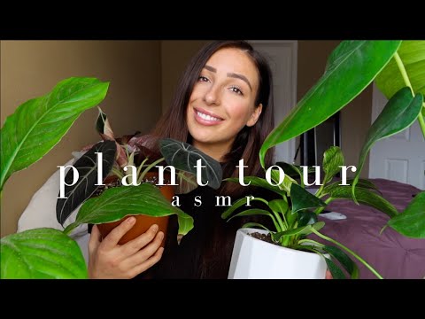 ASMR Plant Tour | My Plant Family, Whisper Ramble, Care Tips