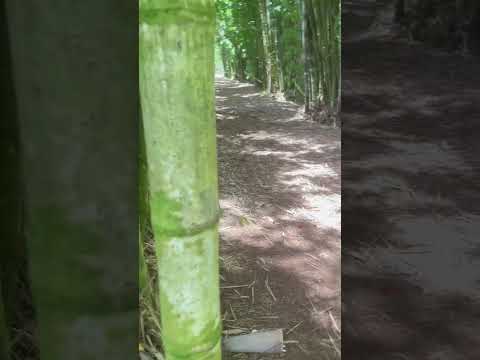 Bamboo noises ASMR