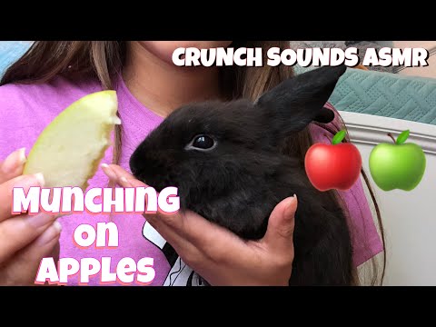 ASMR 🐰 Bunny Tries Apples For The First Time With Me