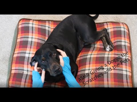 ASMR| POV Giving a Doggo the Scratches and the Pets| Intense Scratches (No Talking)