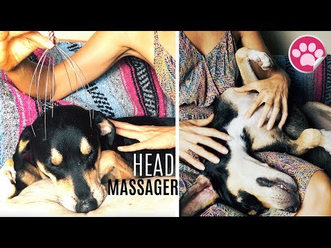 ASMR Ear Whispers | Cuteness Therapy Puppy Dog SPA Massage
