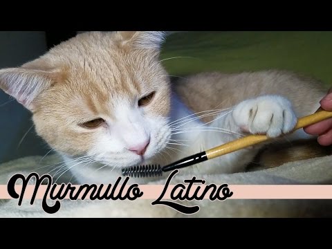 ASMR ESPAÑOL Caricias y Susurros con Gatitos de Murmullo 🐈🐈🐈🐈