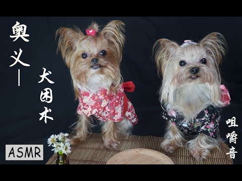 [ASMR] Puppy's Feast | Crunchy Eating Sounds