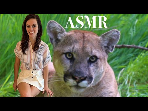 [ASMR] North American Animals (Top 5) - A Relaxing Lesson On Animals To Help You Fall Asleep
