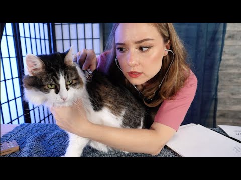 ASMR Cranial Nerve Exam On My CAT (You Are My Trainee) | Cat Sounds, Purring, Eating Treats