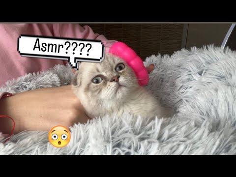Asmr for kitty in 1 minutes
