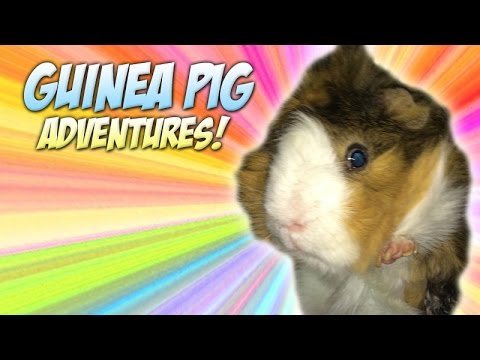 Guinea pig  Drinking & Exploring Cage