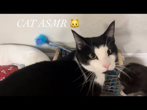 ASMR with my cats 💕 (lofi vibes 🐱)