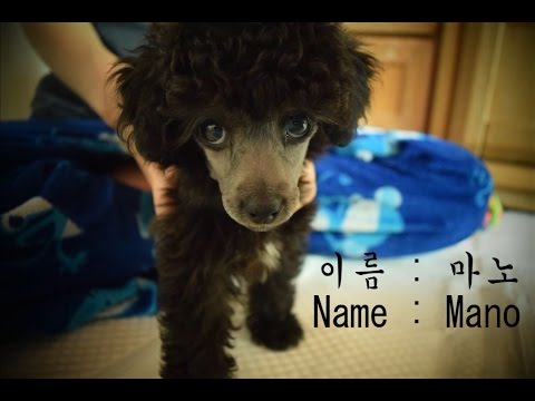 [Whisper ASMR] Introducing our new family member Mano♡