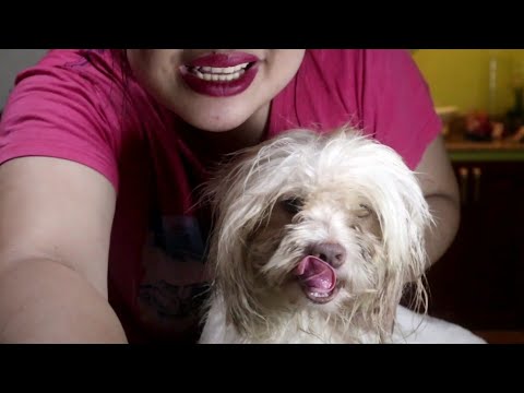 ASMR BATHING MY SHITZU FLUFFY DOG ( MASSAGE, SHAMPOO, RUBBING, CUDDLING )