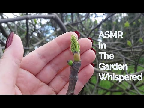 ASMR In The Garden(Whispered)