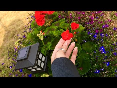 ASMR Garden (soft spoken, watering flowers, tapping, scratching)