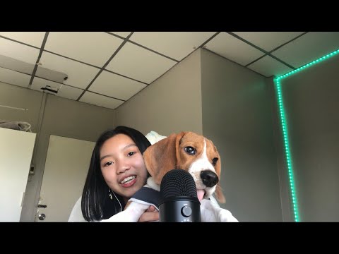 ASMR | my dog tries asmr [1 Minutes]￼~asmr elle~