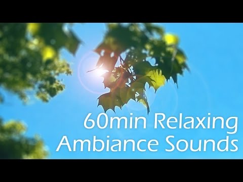 Binaural ASMR | 1 hour Relaxing Ambiance Sounds | Waves, Water, Birds, Woods, Walkabout