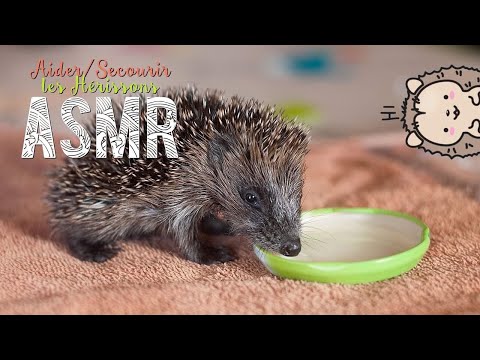 ASMR Français ~ Aider / Secourir les hérissons - Help hedgehogs