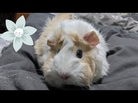 ASMR Pet - Guinea Pig / Petting Her! pet therapy