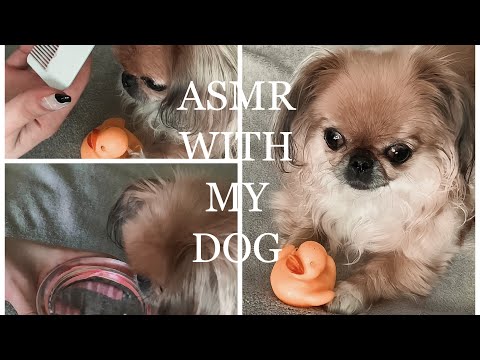 АСМР с моей собакой|ASMR with my dog🐶
