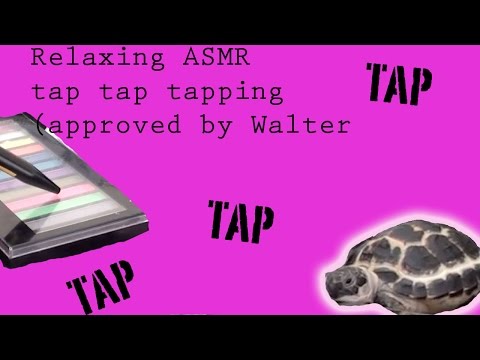 ASMR gentle tapping on objects-inspection by Walter the Horsefield tortoise