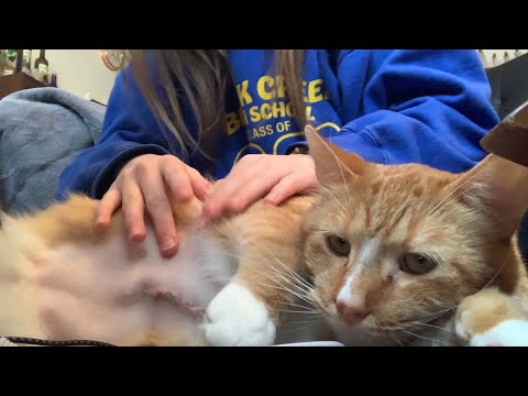 ASMR with My Cat Axl ft. His Stitches 🐈 (Lo-Fi)