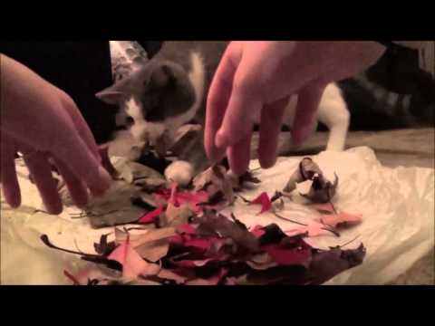 ASMR Leaf Crunching and Twig Snapping (No Talking)