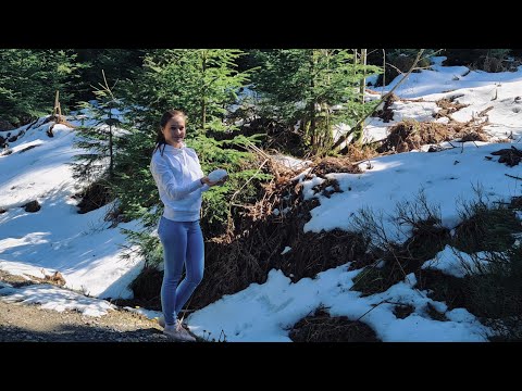 Nature Walk Forest Snow Ambience (ASMR)