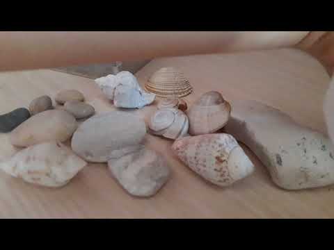 Video 14. Asmr seashell collection (hand sounds)