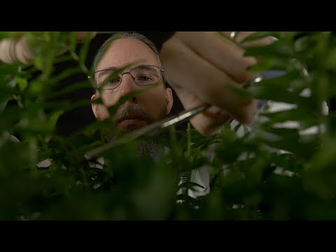 The Human-Plant Experiment | ASMR