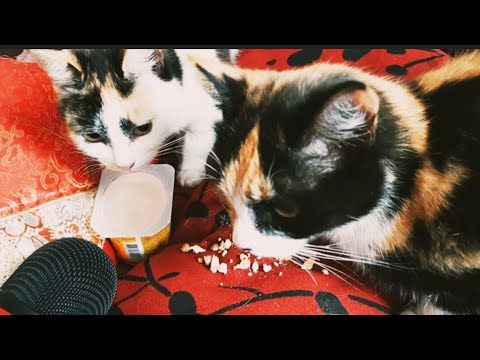 Asmr with cats;), licking sounds,  crunching sounds,  purring sounds