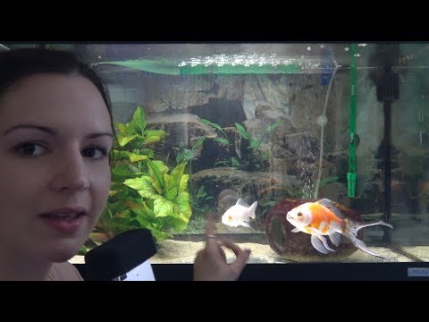 ASMR - Relaxing Fish Watching - Bubble Sounds
