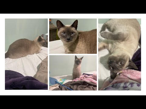 ASMR Playing With My Cat - For Sleep and Relaxation 🥰