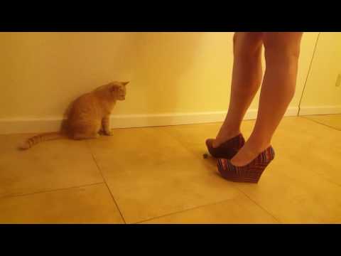 Walking in Heels ♥︎ASMR♥︎ with special appearance by kitty Lucy :)